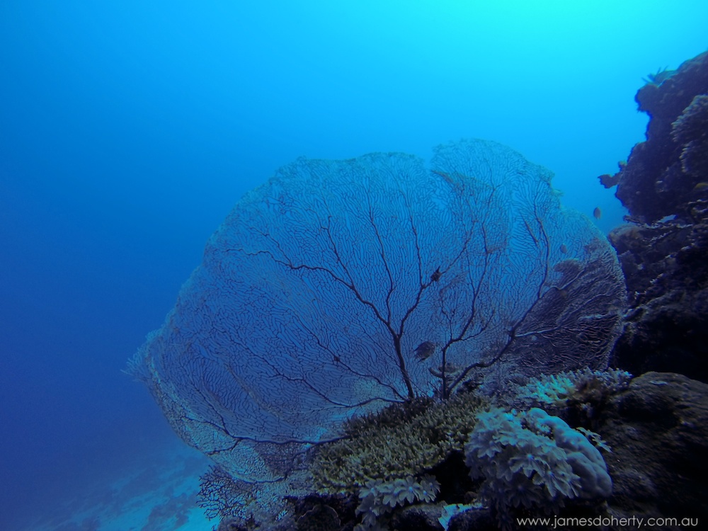 Diving at Poole's Rock and Hat Island, Vanuatu