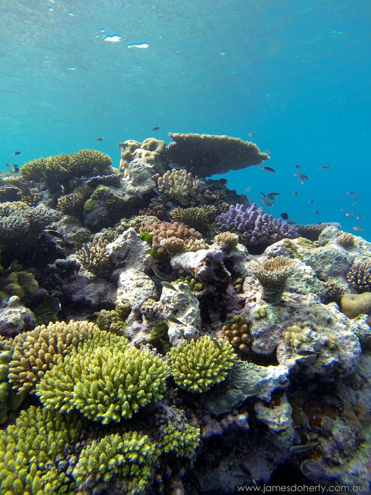 Snorkelling at Poole's Rock and Hat Island, Vanuatu